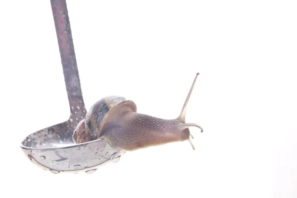 カタツムリのランチ — ストック写真