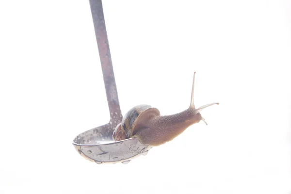 カタツムリのランチ — ストック写真
