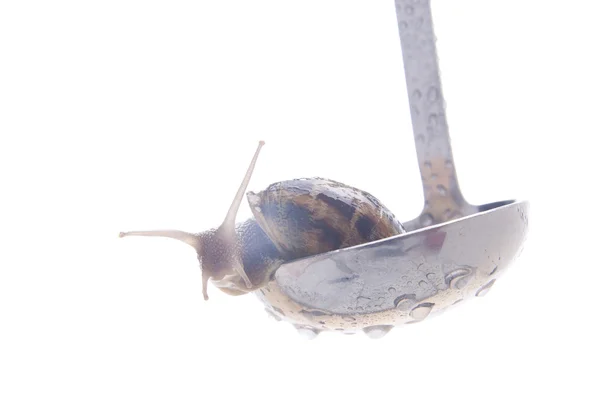 Lunch 的蜗牛 — 图库照片