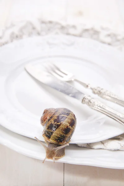 Almoço de lesmas — Fotografia de Stock