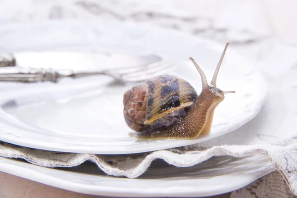 Lunch 的蜗牛 — 图库照片