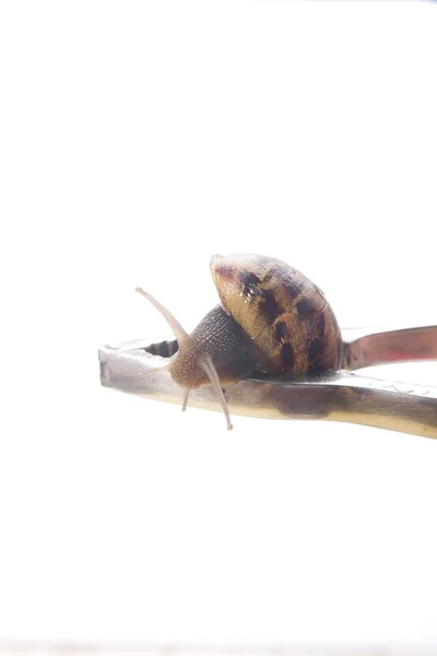 Schnecke und Nussknacker — Stockfoto