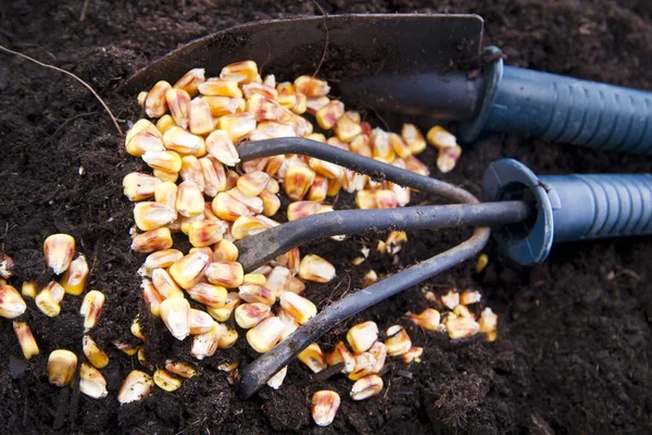 Time Of Sowing — Stock Photo, Image