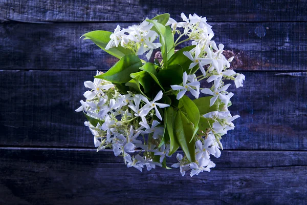 Jasmine Flower — Stock Photo, Image