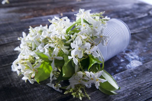 Flor de jazmín — Foto de Stock