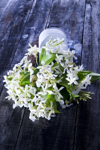 Flor de jazmín — Foto de Stock