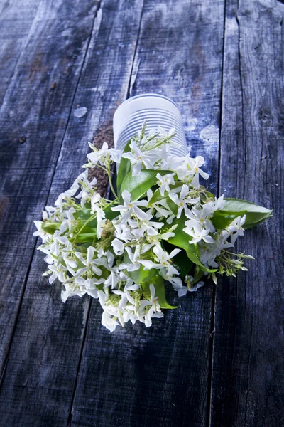 Jasmine Flower — Stock Photo, Image