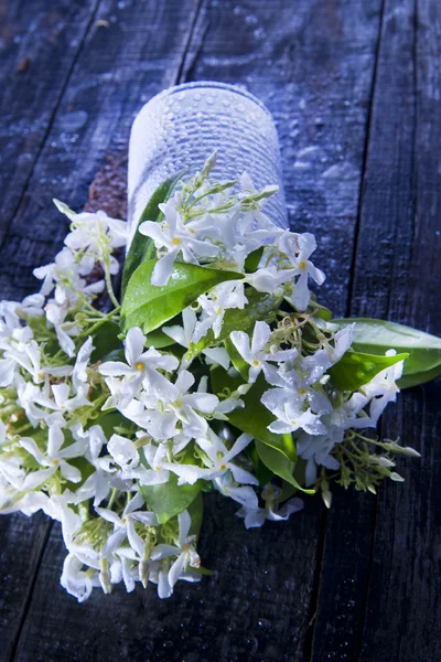 Flor de jasmim — Fotografia de Stock