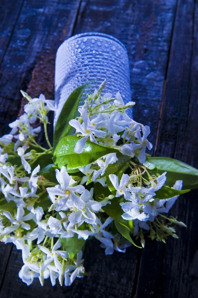 Flor de jasmim — Fotografia de Stock