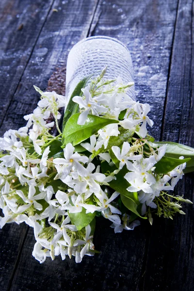 Flor de jasmim — Fotografia de Stock