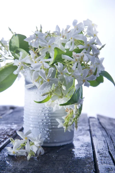 Flor de jasmim — Fotografia de Stock