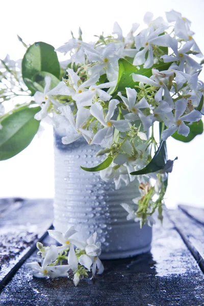 재스민 꽃 — 스톡 사진