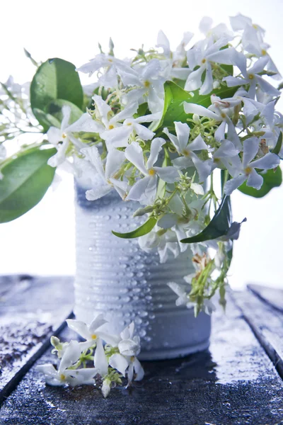 Flor de jasmim — Fotografia de Stock