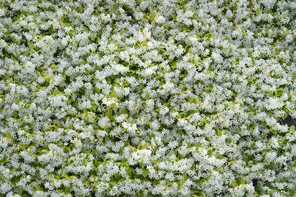 Flor de jasmim — Fotografia de Stock