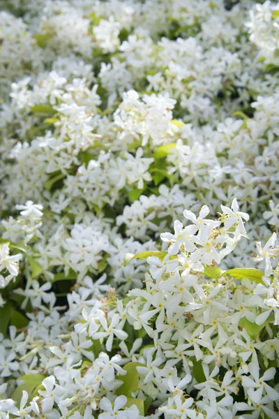 Jasmine Flower — Stock Photo, Image