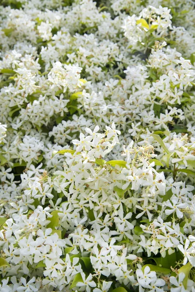 Jasmijnbloem — Stockfoto