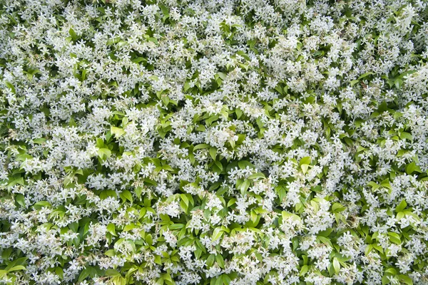 Jasmine Flower — Stock Photo, Image