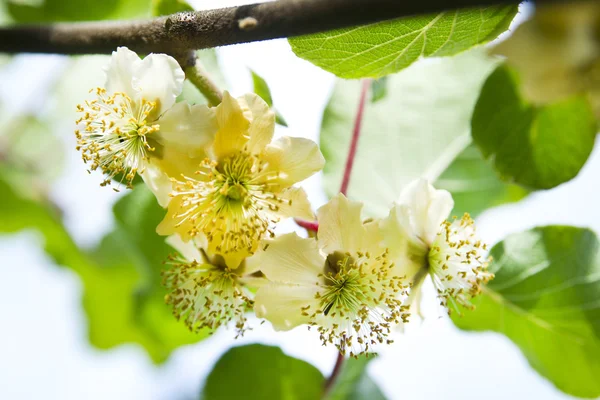 A flor de Kiwi — Fotografia de Stock