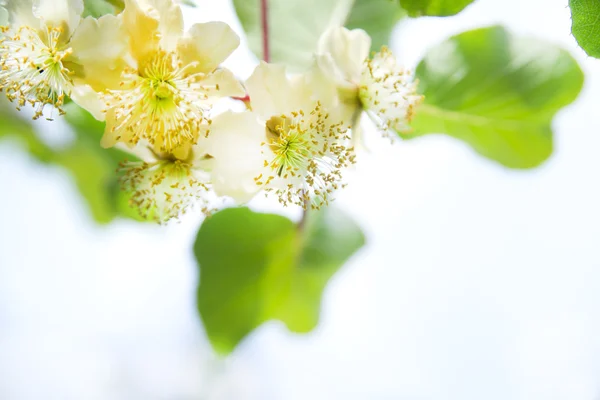 The Flower Of Kiwi — Stock Photo, Image