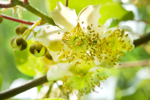Die Blume der Kiwi — Stockfoto