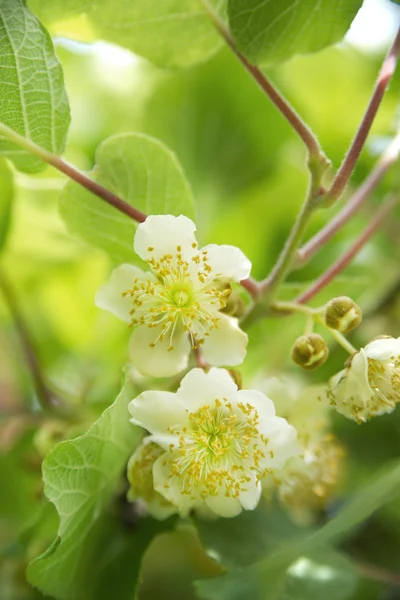 De bloem voor kiwi — Stockfoto