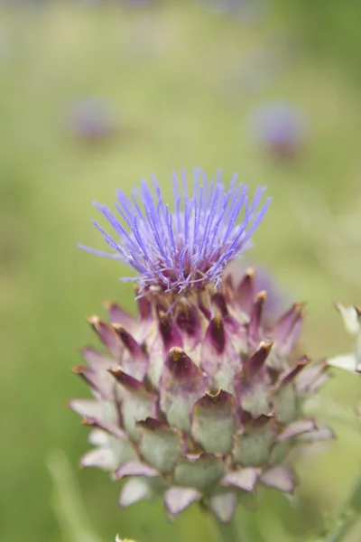 The Flower Of The Artichoke — Stock Photo, Image