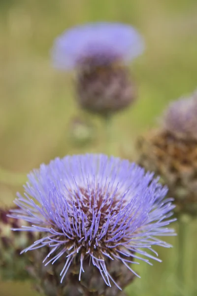 A flor da alcachofra — Fotografia de Stock