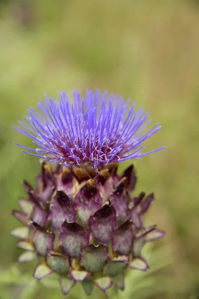 A flor da alcachofra — Fotografia de Stock
