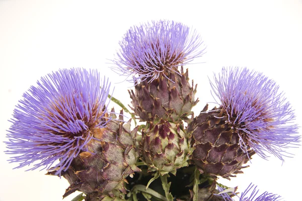 The Flower Of The Artichoke — Stock Photo, Image