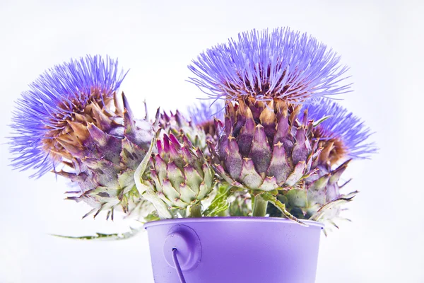 Blomman av kronärtskocka — Stockfoto
