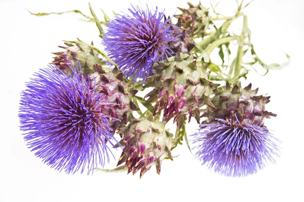 The Flower Of The Artichoke — Stock Photo, Image