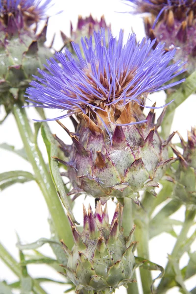 Blomman av kronärtskocka — Stockfoto