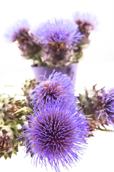 A flor da alcachofra — Fotografia de Stock