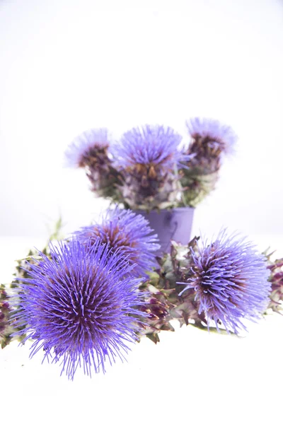 The Flower Of The Artichoke — Stock Photo, Image