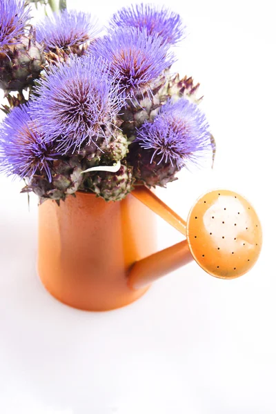 Kwiat karczoch — Zdjęcie stockowe