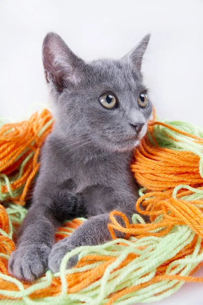 Pequeño gato —  Fotos de Stock