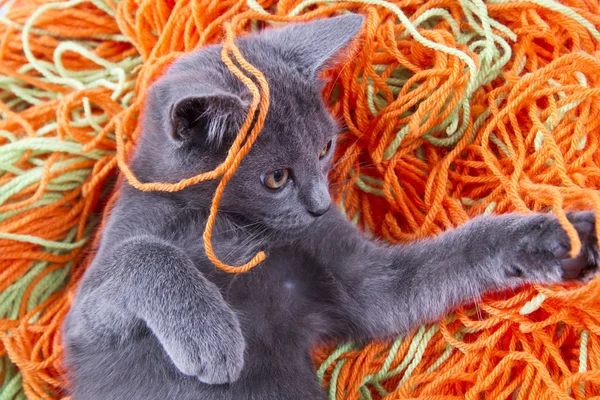 Pequeño gato — Foto de Stock