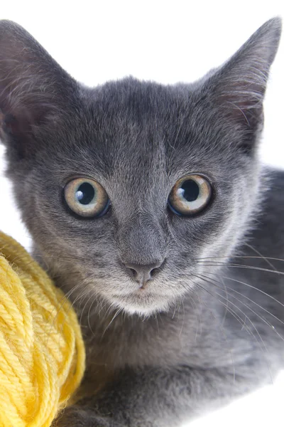 Pequeño gato —  Fotos de Stock