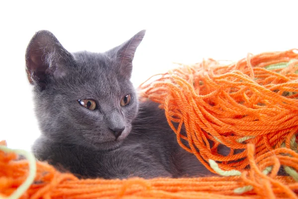 Pequeño gato — Foto de Stock