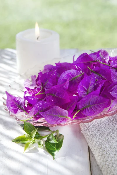 Bougainvillea en Spa — Foto de Stock