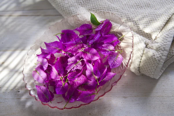 Bougainvillea en Spa —  Fotos de Stock