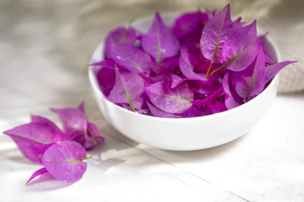 Bougainvillea em Spa — Fotografia de Stock