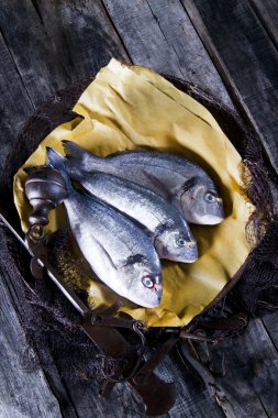 Deniz çipura ölçekler balık.