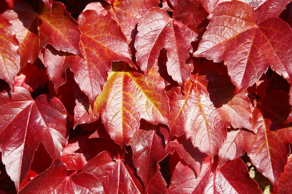 Hojas de vid americanas en otoño — Foto de Stock