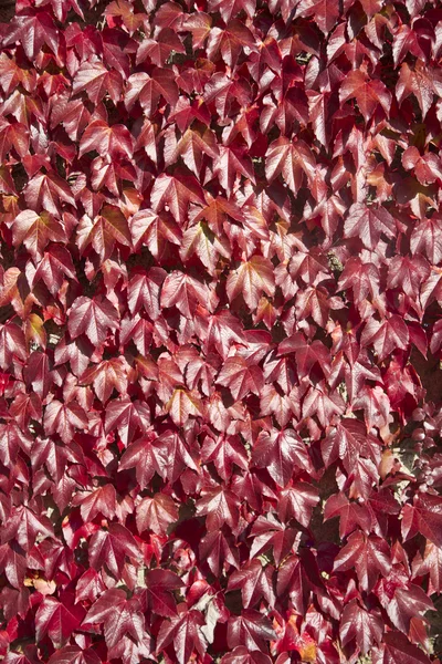 Hojas de vid americanas en otoño — Foto de Stock