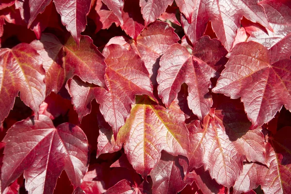 Hojas de vid americanas en otoño — Foto de Stock