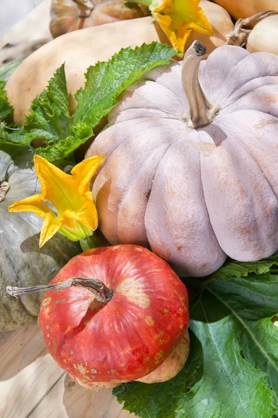 Oogst van de val seizoen, pompoen — Stockfoto