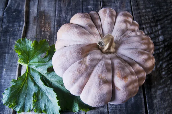 Cosecha de la temporada de otoño, Calabaza —  Fotos de Stock