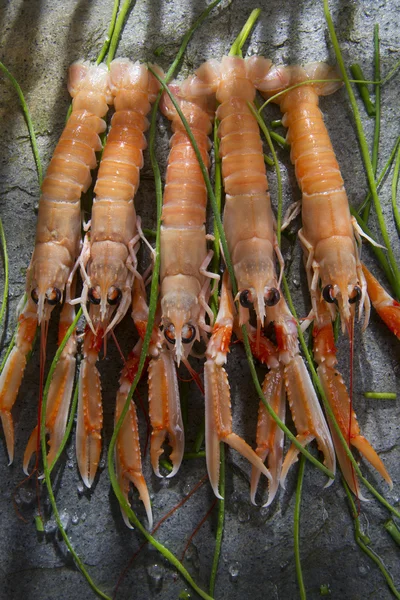 Crevettes fraîches — Photo