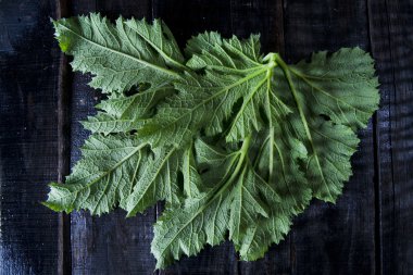 Kabak yeşil yaprakları